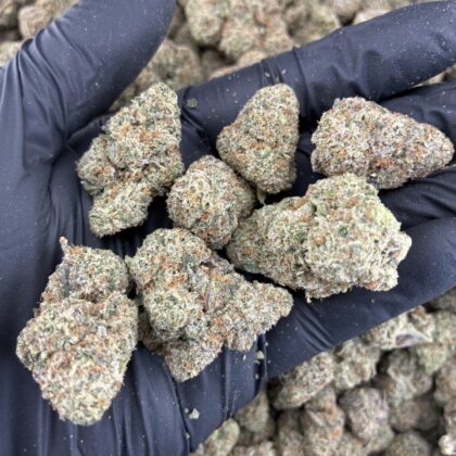 Gelato 41